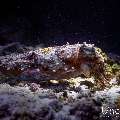 Broadclub cuttlefish (Sepia latimanus), photo taken in Maldives, Male Atoll, South Male Atoll, Sharon Rock
