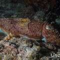 Broadclub cuttlefish (Sepia latimanus), photo taken in Maldives, Male Atoll, South Male Atoll, Sharon Rock