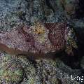 Broadclub cuttlefish (Sepia latimanus), photo taken in Maldives, Male Atoll, South Male Atoll, Sharon Rock
