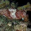 Broadclub cuttlefish (Sepia latimanus), photo taken in Maldives, Male Atoll, South Male Atoll, Sharon Rock