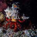 White-spotted Hermit Crab (Dardanus megistos), photo taken in Maldives, Male Atoll, South Male Atoll, Sharon Rock
