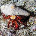 White-spotted Hermit Crab (Dardanus megistos), photo taken in Maldives, Male Atoll, South Male Atoll, Sharon Rock