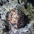 Tiger Shell (Cypraea tigris), photo taken in Maldives, Male Atoll, South Male Atoll, Sharon Rock