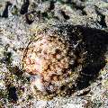 Tiger Shell (Cypraea tigris), photo taken in Maldives, Male Atoll, South Male Atoll, Sharon Rock