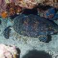 Hawksbill Sea Turtle (Eretmochelys imbricata), photo taken in Maldives, Male Atoll, South Male Atoll, Sharon Rock