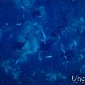 Ocellated eagle ray (Aetobatus ocellatus), photo taken in Maldives, Male Atoll, South Male Atoll, Cocoa Thila