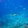 Grey Reefshark (Carcharhinus amblyrhynchos), photo taken in Maldives, Male Atoll, South Male Atoll, Cocoa Thila
