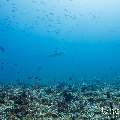 Grey Reefshark (Carcharhinus amblyrhynchos), photo taken in Maldives, Male Atoll, South Male Atoll, Cocoa Thila