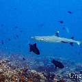 White Tip Reefshark (Triaenodon obesus), photo taken in Maldives, Male Atoll, South Male Atoll, Cocoa Thila