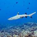 White Tip Reefshark (Triaenodon obesus), photo taken in Maldives, Male Atoll, South Male Atoll, Cocoa Thila