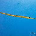 Bluespotted Cornetfish (Fistularia commersonii), photo taken in Maldives, Male Atoll, South Male Atoll, Cocoa Thila