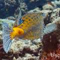 Yellow Boxfish (Ostracion cubicus), photo taken in Maldives, Male Atoll, South Male Atoll, Cocoa Thila