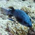 Black-Spotted Puffer (Arothron nigropunctatus), photo taken in Maldives, Male Atoll, South Male Atoll, Cocoa Thila