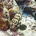Brown-marbled grouper (Epinephelus fuscoguttatus), photo taken in Maldives, Male Atoll, South Male Atoll, Cocoa Thila
