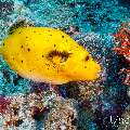 Yellow dogface pufferfish (Arothron citrinellus), photo taken in Maldives, Male Atoll, South Male Atoll, Cocoa Thila