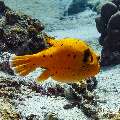 Yellow dogface pufferfish (Arothron citrinellus), photo taken in Maldives, Male Atoll, South Male Atoll, Cocoa Thila