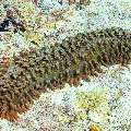 , photo taken in Maldives, Male Atoll, South Male Atoll, Cocoa Thila