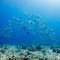 Big Eye Barracuda (Sphyraena fosteri), photo taken in Maldives, Male Atoll, South Male Atoll, Cocoa Thila