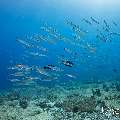 Big Eye Barracuda (Sphyraena fosteri), photo taken in Maldives, Male Atoll, South Male Atoll, Cocoa Thila