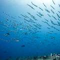 Big Eye Barracuda (Sphyraena fosteri), photo taken in Maldives, Male Atoll, South Male Atoll, Cocoa Thila