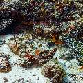 Honeycomb Moray (Gymnothorax favagineus), photo taken in Maldives, Male Atoll, South Male Atoll, Cocoa Thila