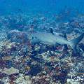 White Tip Reefshark (Triaenodon obesus), photo taken in Maldives, Male Atoll, South Male Atoll, Cocoa Thila