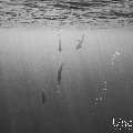 Spinner dolphin (Stenella longirostris), photo taken in Maldives, Male Atoll, South Male Atoll, Cocoa Corner