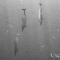 Spinner dolphin (Stenella longirostris), photo taken in Maldives, Male Atoll, South Male Atoll, Cocoa Corner