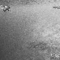 Spinner dolphin (Stenella longirostris), photo taken in Maldives, Male Atoll, South Male Atoll, Cocoa Corner