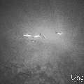 Spinner dolphin (Stenella longirostris), photo taken in Maldives, Male Atoll, South Male Atoll, Cocoa Corner