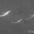 Spinner dolphin (Stenella longirostris), photo taken in Maldives, Male Atoll, South Male Atoll, Cocoa Corner