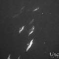 Spinner dolphin (Stenella longirostris), photo taken in Maldives, Male Atoll, South Male Atoll, Cocoa Corner