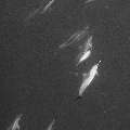 Spinner dolphin (Stenella longirostris), photo taken in Maldives, Male Atoll, South Male Atoll, Cocoa Corner