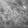 Spinner dolphin (Stenella longirostris), photo taken in Maldives, Male Atoll, South Male Atoll, Cocoa Corner