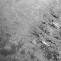 Spinner dolphin (Stenella longirostris), photo taken in Maldives, Male Atoll, South Male Atoll, Cocoa Corner
