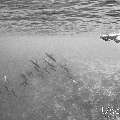 Spinner dolphin (Stenella longirostris), photo taken in Maldives, Male Atoll, South Male Atoll, Cocoa Corner