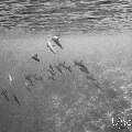 Spinner dolphin (Stenella longirostris), photo taken in Maldives, Male Atoll, South Male Atoll, Cocoa Corner