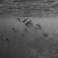 Spinner dolphin (Stenella longirostris), photo taken in Maldives, Male Atoll, South Male Atoll, Cocoa Corner