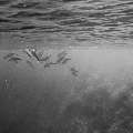Spinner dolphin (Stenella longirostris), photo taken in Maldives, Male Atoll, South Male Atoll, Cocoa Corner