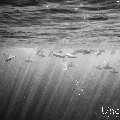 Spinner dolphin (Stenella longirostris), photo taken in Maldives, Male Atoll, South Male Atoll, Cocoa Corner