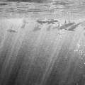 Spinner dolphin (Stenella longirostris), photo taken in Maldives, Male Atoll, South Male Atoll, Cocoa Corner
