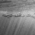 Spinner dolphin (Stenella longirostris), photo taken in Maldives, Male Atoll, South Male Atoll, Cocoa Corner