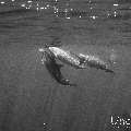 Spinner dolphin (Stenella longirostris), photo taken in Maldives, Male Atoll, South Male Atoll, Cocoa Corner