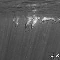 Spinner dolphin (Stenella longirostris), photo taken in Maldives, Male Atoll, South Male Atoll, Cocoa Corner
