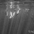 Spinner dolphin (Stenella longirostris), photo taken in Maldives, Male Atoll, South Male Atoll, Cocoa Corner