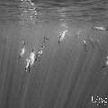 Spinner dolphin (Stenella longirostris), photo taken in Maldives, Male Atoll, South Male Atoll, Cocoa Corner