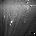 Spinner dolphin (Stenella longirostris), photo taken in Maldives, Male Atoll, South Male Atoll, Cocoa Corner