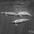 Spinner dolphin (Stenella longirostris), photo taken in Maldives, Male Atoll, South Male Atoll, Cocoa Corner
