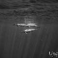 Spinner dolphin (Stenella longirostris), photo taken in Maldives, Male Atoll, South Male Atoll, Cocoa Corner