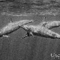 Spinner dolphin (Stenella longirostris), photo taken in Maldives, Male Atoll, South Male Atoll, Cocoa Corner